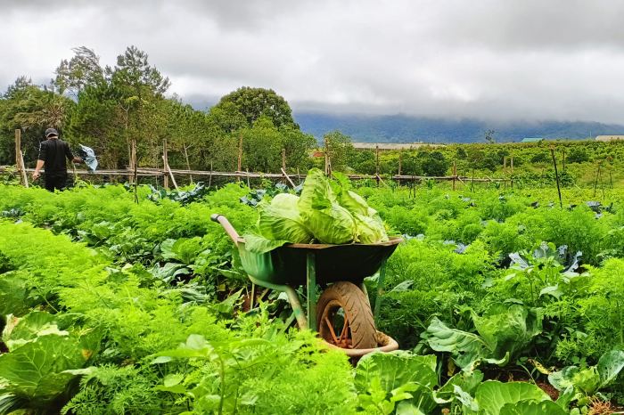 Trải nghiệm nông trại xanh